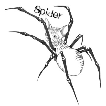 Spidercat