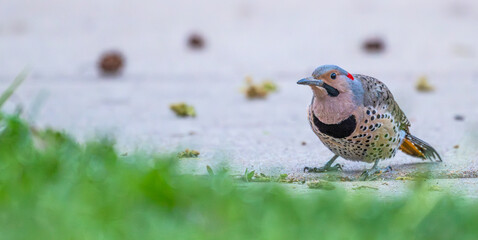 Closeup of a northern flicker standing on the sidewalk.