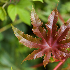 Flora of Gran Canaria - leaf of Ricinus communis, the castor bean, introduced species, natural macro floral background

