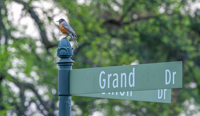 American robin perched on top of a street sign that says "Grand Dr." - Powered by Adobe