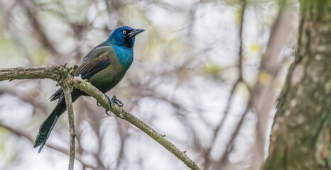 Grackle perched on a tree branch.