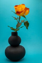 orange rose in vase, blue background 