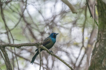 Grackle perched on a tree branch.