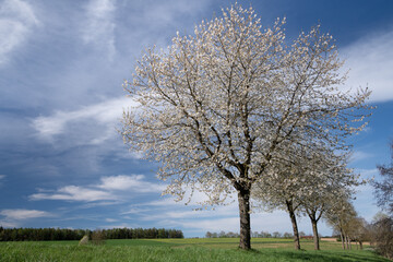 In spring, white trees bloom on the green meadow in Bavaria. In the background, the sky is blue with soft white clouds. The sun is shining.