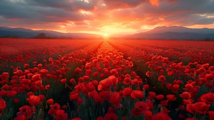 Photo sur Aluminium Rouge violet Beautiful field of poppy flowers at dawn