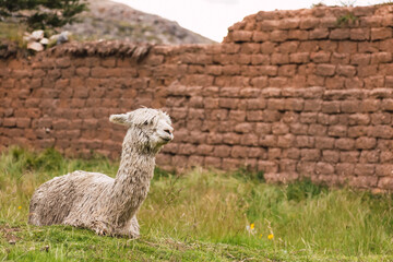 Alpaca sleeping in the green grass in the Andes mountain range with an illuminated blue sky with...