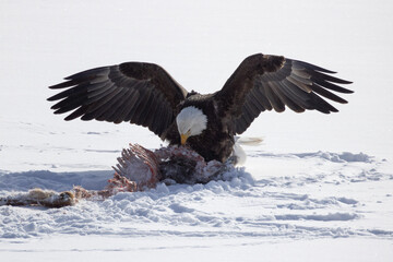 Bald eagle feeding on Winter kill white tailed deer	
