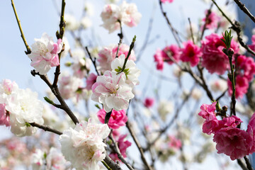 Branches of sakura flowers, cherry blossom