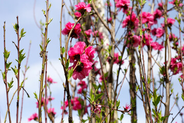 Branches of sakura flowers, cherry blossom