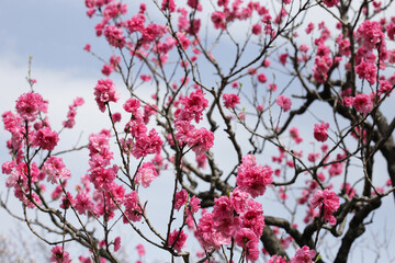 Branches of sakura flowers, cherry blossom