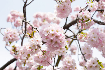 Branches of sakura flowers, cherry blossom