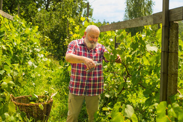 portrait of a pensioner in a vineyard. an elderly man is trimming grape leaves - 780960144