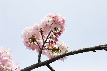 Branches of sakura flowers, cherry blossom