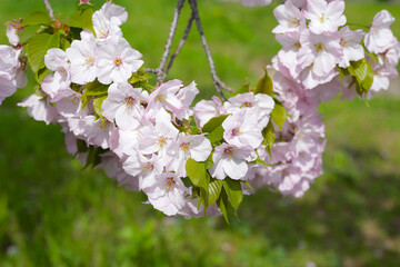 Branches of sakura flowers, cherry blossom