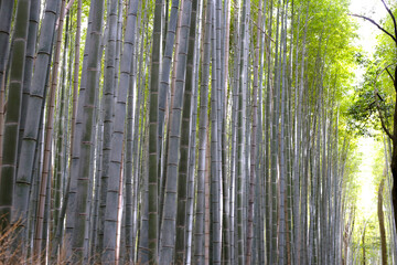 Bamboo trees, Bamboo forest in Kamakura, Tokyo, Japan