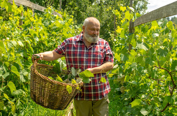 portrait of a pensioner in a vineyard. an elderly man is trimming grape leaves - 780960167