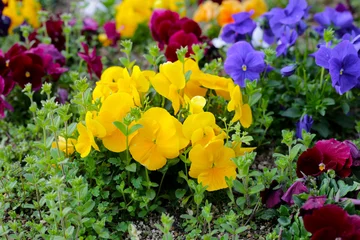Stoff pro Meter Beautiful pansy flowers in the garden © Bowonpat