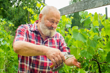 portrait of a pensioner in a vineyard. an elderly man is trimming grape leaves - 780960193