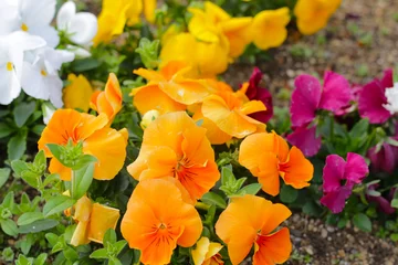 Foto op Plexiglas Beautiful pansy flowers in the garden © Bowonpat