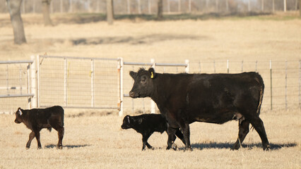 Black angus beef cow with calves in Texas winter ranch pasture.