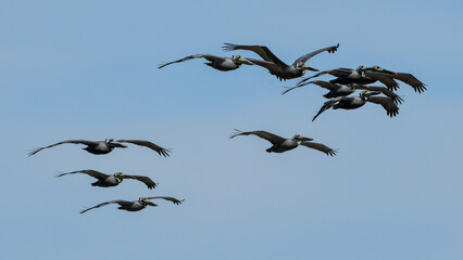 Pelicans flying at High Island Beach, Bolivar Peninsula, Texas