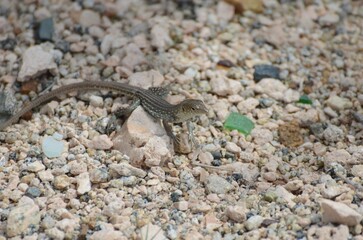 A lizard is on a rock in a desert