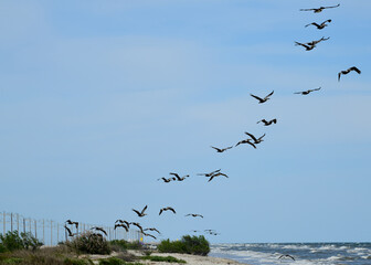 Pelicans flying at High Island Beach, Bolivar Peninsula, Texas