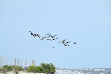 Pelicans flying at High Island Beach, Bolivar Peninsula, Texas - obrazy, fototapety, plakaty