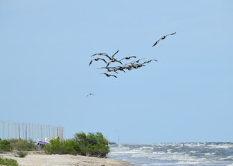 Pelicans flying over High Island Beach, Bolivar Peninsula, Texas