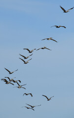 Pelicans flying at High Island Beach, Bolivar Peninsula, Texas