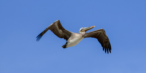 Pelican flying at High Island Beach, Bolivar Peninsula, Texa