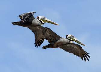 Pelicans Flying at High Island Beach, Bolivar Peninsula, Texas - obrazy, fototapety, plakaty