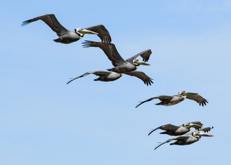 Pelicans Flying at High Island Beach, Bolivar Peninsula, Texas