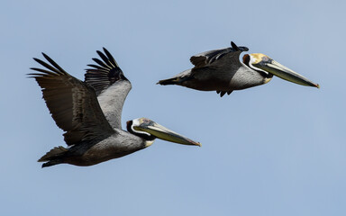 Pelicans Flying at High Island Beach, Bolivar Peninsula, Texas