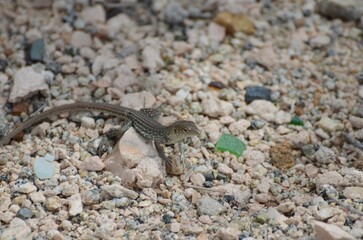 A lizard is on a rock in a desert