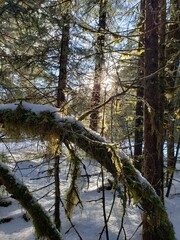 Sun in a forest in winter with snow