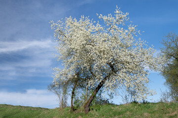 In spring, white trees bloom on the green meadow in Bavaria. In the background, the sky is blue...