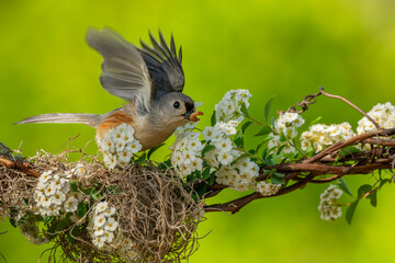 Tufted Titmouse 