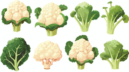Cauliflower set. Organic food concept. Vector illus