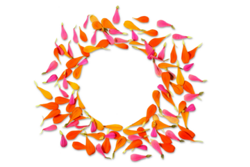 beautiful circle flower petals texture frame background for hindu religious,marriage invitation,diwali,new year,festival,nature related concept,cutout in transparent background,png format,copy space