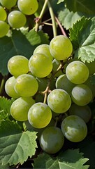 Bunch of green grapes on vine (vertical / closeup)