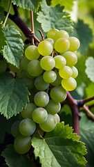 Bunch of green grapes on vine (vertical)