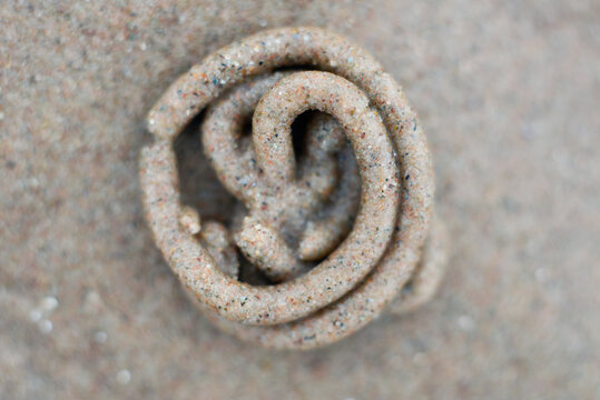 Extreme close-up of lugworm cast on Scottish beach