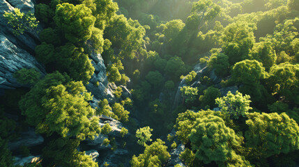 Naklejka na ściany i meble Canopy Glow: A Serene Aerial View of Sunlit Forest Trees and Woodland Paths