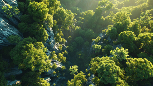 Canopy Glow: A Serene Aerial View of Sunlit Forest Trees and Woodland Paths