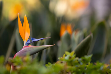 strelitzia