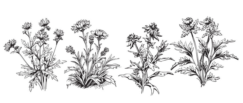Wild flowers set sketch hand drawn sketch Vector illustration