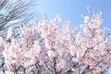 桜と青空