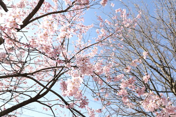 桜と青空