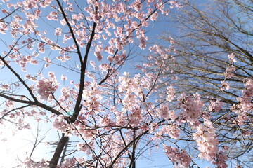 桜と青空